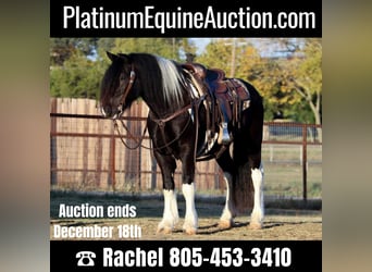 Gypsy Horse, Gelding, 8 years, 13.3 hh, Tobiano-all-colors, in Joshua TX,