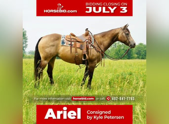 American Quarter Horse, Merrie, 11 Jaar, 152 cm, Buckskin, in Valley Springs, SD,