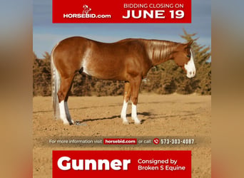 Quarter horse américain, Hongre, 5 Ans, 152 cm, Alezan cuivré, in Sweet Springs, MO,
