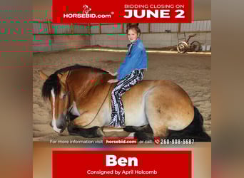 Percheron Mix, Gelding, 5 years, 16.2 hh, Bay, in Camden, MI
