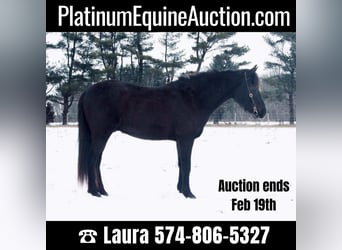American Quarter Horse, Ruin, 13 Jaar, 142 cm, Zwart, in North Judson,