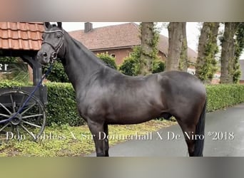 Hannoveraner, Wallach, 5 Jahre, 172 cm, Rappe, in Brackenheim,