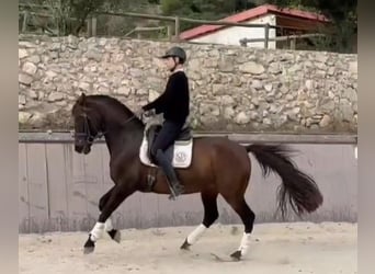 PRE Mix, Mare, 10 years, 16.1 hh, Brown, in Barcelona,