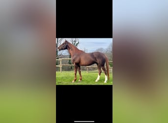 Thoroughbred, Stallion, Chestnut, in Oviedo,