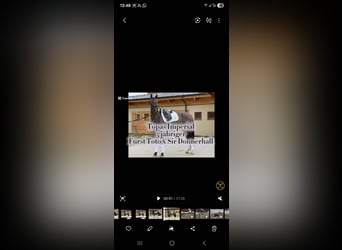 Caballo castrado 5 años