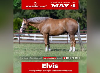 American Quarter Horse, Wallach, 7 Jahre, 152 cm, Palomino, in Burleson, TX