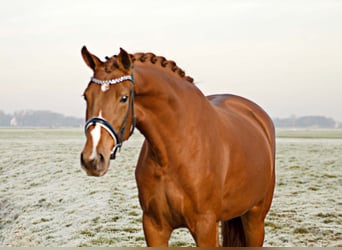 KWPN, Merrie, 8 Jaar, 171 cm, Vos, in Rijnsburg