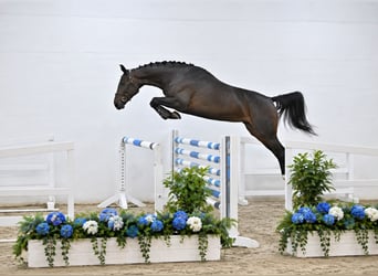 Oldenburger Springpferd, Klacz, 4 lat, 168 cm, Skarogniada, in GŁUBCZYN