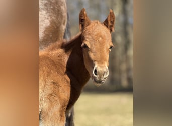 American Quarter Horse, Stute, , 152 cm, Dunkelfuchs, in Alpen