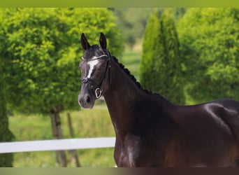 Hannoveraner, Stute, 5 Jahre, 165 cm, Rappe, in Schw&#xE4;bisch Hall