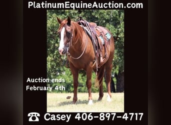 Quarter horse américain, Hongre, 11 Ans, 147 cm, Alezan cuivré, in Graham TX,