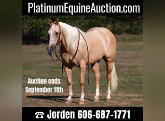 Quarter horse américain, Hongre, 11 Ans, 152 cm, Palomino, in Cleburne TX,