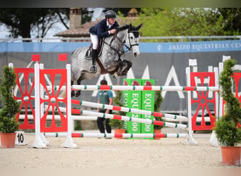 Zangersheide, Klacz, 9 lat, 161 cm, Siwa, in Przemocze