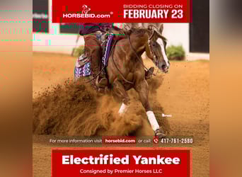 American Quarter Horse, Wallach, 4 Jahre, 152 cm, Rotfuchs, in Buffalo