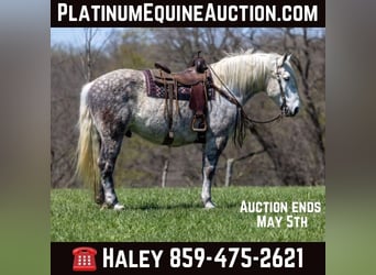 Quarter horse américain, Hongre, 13 Ans, 173 cm, Gris pommelé, in Ewing KY,