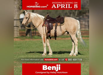 Quarter pony, Hongre, 8 Ans, 137 cm, Palomino, in Joshua, TX,