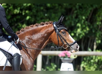 Deutsches Reitpony, Wallach, 11 Jahre, 148 cm, Dunkelfuchs, in Baldham,