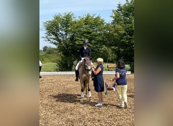 Kleines Deutsches Reitpferd, Wallach, 4 Jahre, 156 cm, Falbe, in Harsdorf,