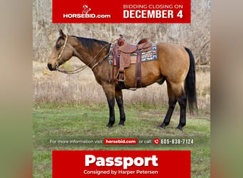 American Quarter Horse, Gelding, 12 years, 15.1 hh, Buckskin, in Valley Springs,