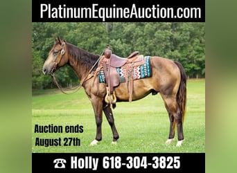 American Quarter Horse, Wallach, 8 Jahre, 147 cm, Buckskin, in Greenville KY,