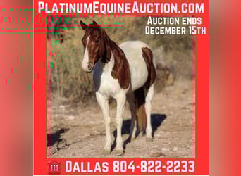 Caballo cuarto de milla, Caballo castrado, 10 años, 152 cm, Tobiano-todas las-capas, in Camp Verde AZ