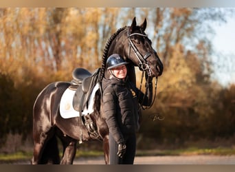 Fries paard, Hengst, 7 Jaar, 168 cm, Zwart, in Aalsmeer,