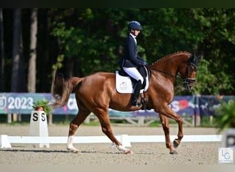 Selle Français, Hongre, 7 Ans, 173 cm, Alezan, in Ranc&#xE9;