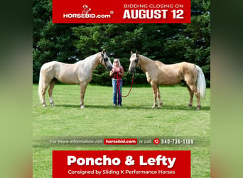 Draft Horse Blandning, Valack, 14 år, 163 cm, Palomino, in Rochester,