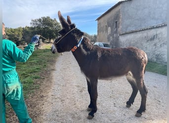 Donkey, Stallion, 2 years, 13.3 hh, Black, in BERGA, BARCELONA,