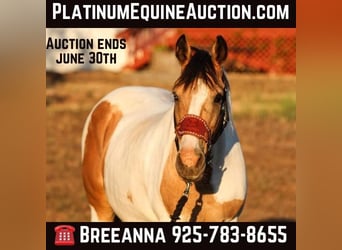 American Quarter Horse, Stute, 11 Jahre, 142 cm, Buckskin, in VALLEY SPRINGS, CA,
