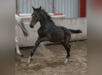 Westphalian, Stallion, 1 year, 16.2 hh, Brown, in Borgentreich,