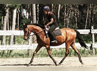 Englisches Vollblut, Wallach, 5 Jahre, 165 cm, Brauner, in Möser