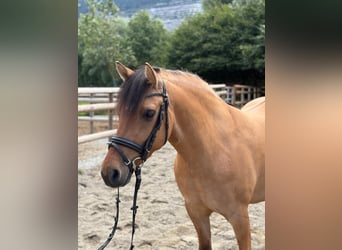 Plus de poneys/petits chevaux Croisé, Hongre, 6 Ans, 143 cm, Isabelle, in Gummern