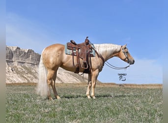 Quarter horse américain, Jument, 6 Ans, 152 cm, Palomino, in Bayard, Nebraska,