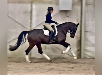 German Sport Horse, Mare, 5 years, 16,1 hh, Bay-Dark, in Nürnberg