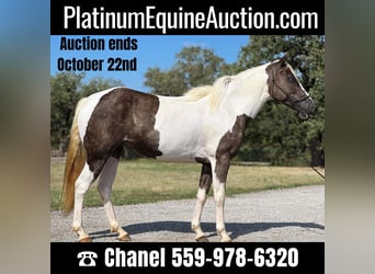 Paint Horse, Wallach, 10 Jahre, 135 cm, Tobiano-alle-Farben, in Byers TX,