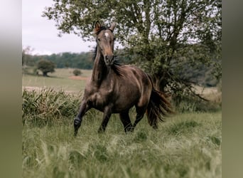 Hengst 2 Jaar