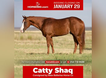 Quarter horse américain, Hongre, 7 Ans, 152 cm, Alezan cuivré, in Waco, TX,