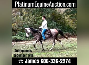 Kentucky Mountain Saddle Horse, Wallach, 14 Jahre, Roan-Bay, in Salt Lick Ky,