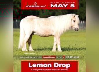 Shetland Ponys, Ruin, 15 Jaar, 97 cm, Palomino, in Weatherford, TX,