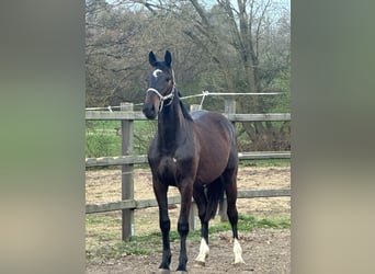 Holsteiner, Hongre, 2 Ans, Peut devenir gris, in Schmilau