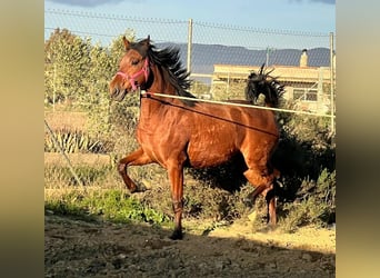 PRE Mestizo, Semental, 2 años, 160 cm, Castaño, in Tabernas