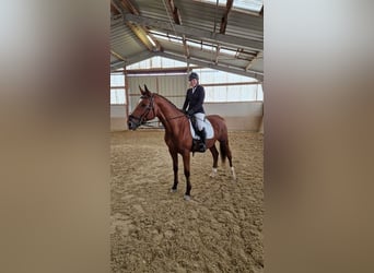 Cheval de sport hongrois, Hongre, 9 Ans, 171 cm, Bai, in Budapest