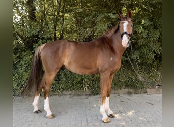 Hannoveraner, Wallach, 7 Jahre, 173 cm, Fuchs, in Ahrensburg- Ahrensfelde