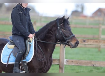 More ponies/small horses, Gelding, 4 years, 13 hh, Brown, in Pepingen
