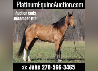 Tennessee walking horse, Gelding, 15 years, Buckskin, in Jamestown Ky,