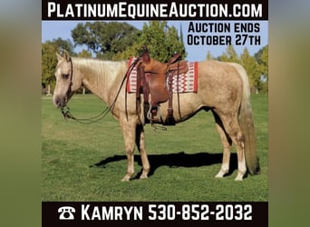 American Quarter Horse, Castrone, 12 Anni, 152 cm, Palomino, in Pleasant Grove CA,