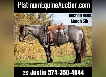 Quarter horse américain, Hongre, 9 Ans, 150 cm, Rouan Bleu, in River Falls WI,
