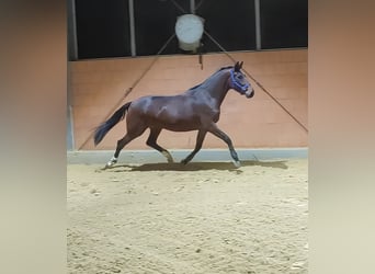 Westfalisk häst, Sto, 5 år, 174 cm, Brun, in Lage,