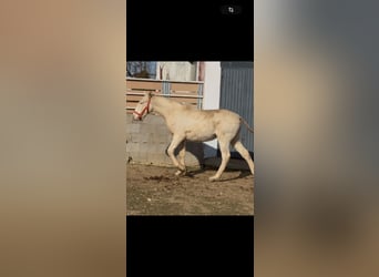 Lusitanos, Hengst, 1 Jahr, Cremello, in Torreorgaz,